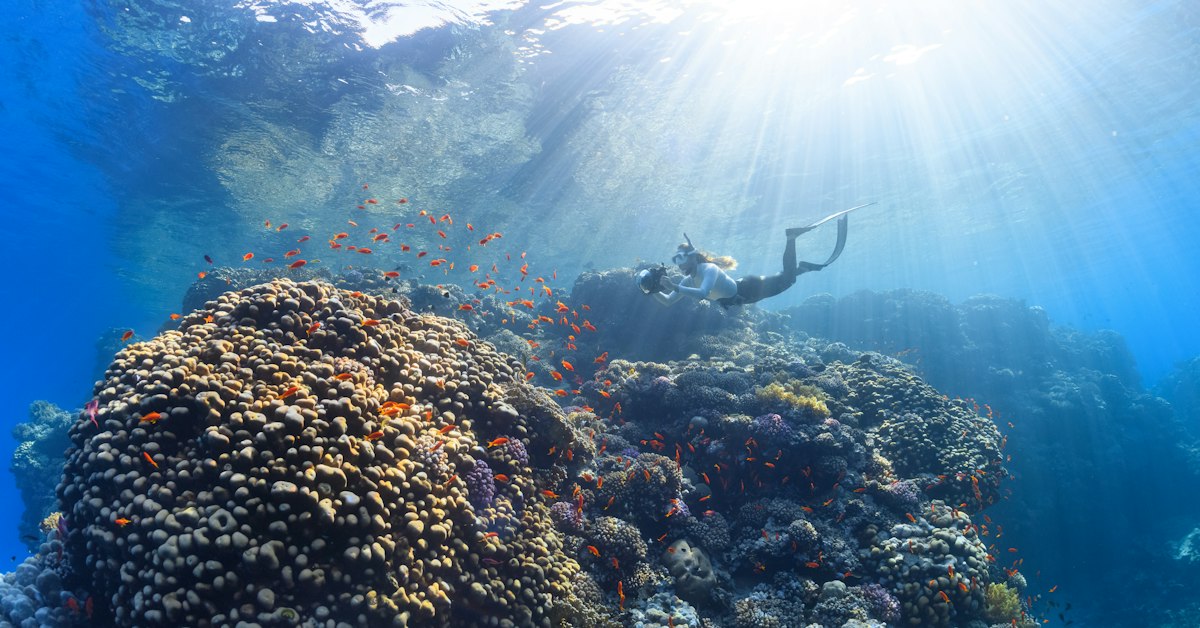 Stunning Biodiversity in Palau's Deep Sea