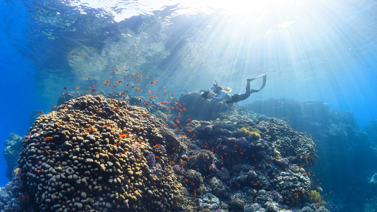 Stunning Biodiversity in Palau's Deep Sea