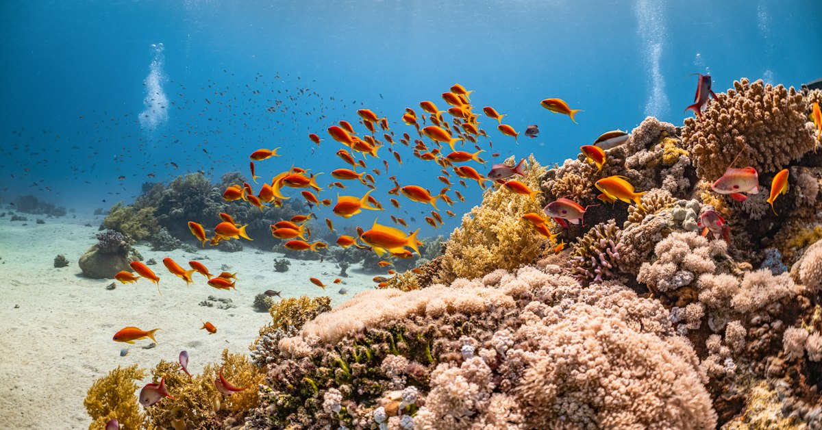 Deep-Sea Biodiversity on McDonnell Seamount