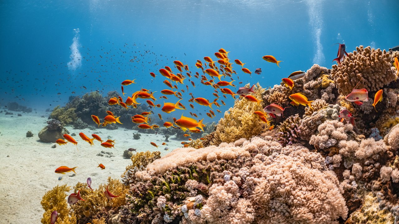 Deep-Sea Biodiversity on McDonnell Seamount
