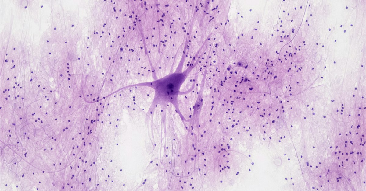 How the Nervous System Works