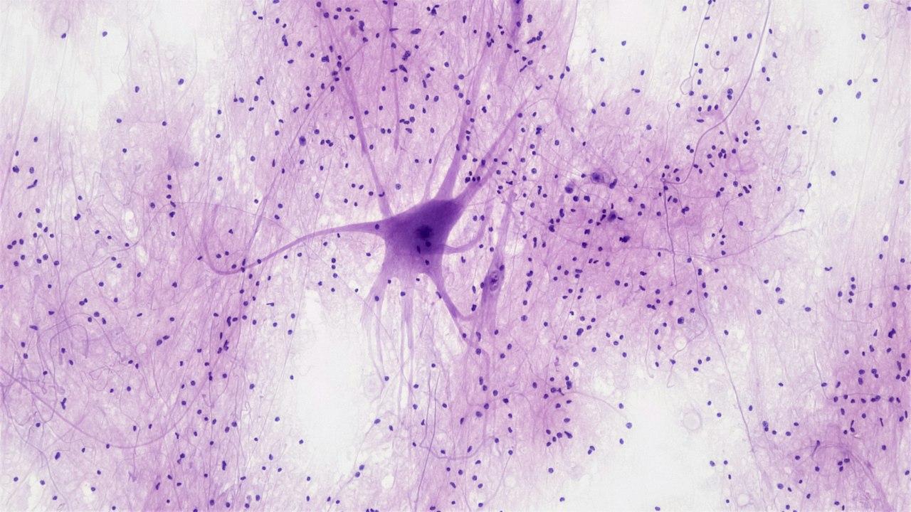 How the Nervous System Works